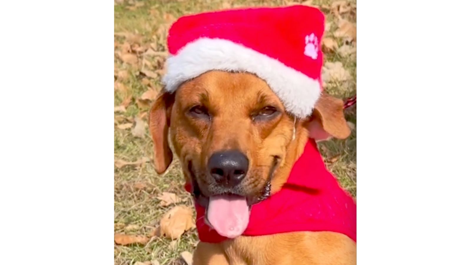 Hoofbeats & Pawprints Rescue Activates $5,000 Matching Grant