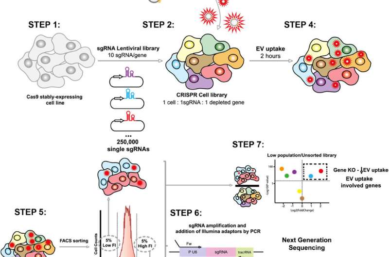 Researchers Uncover Key Mechanism in Cell Communication