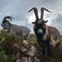 Ancient Lineage: Old Irish Goat Traces 3,000 Years of History